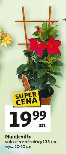Auchan Mandevilla 10.5 cm oferta