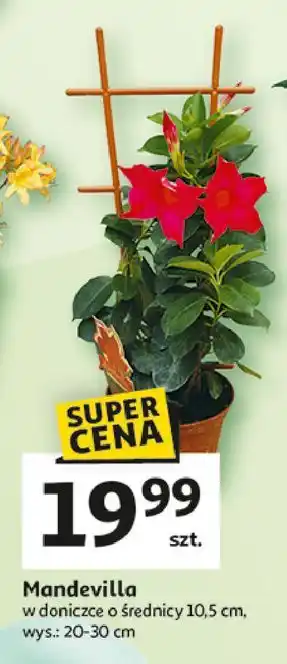 Auchan Mandevilla 10.5 cm oferta