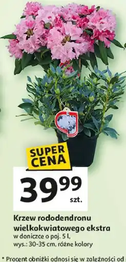 Auchan Krzew rododendronu wielokwiatowego ekstra don. 5 l oferta