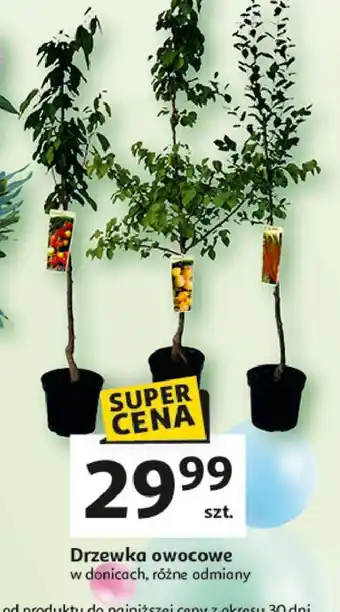 Auchan Drzewa owocowe oferta
