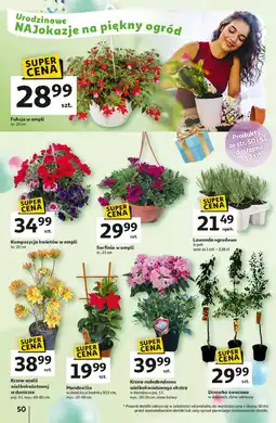 Auchan Fuksja w ampli 23 cm oferta
