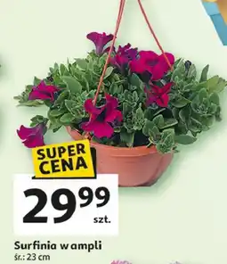Auchan Surfinia w ampli 23 cm oferta
