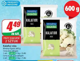 Dino Kalafior Mroźny ogród oferta