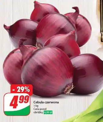 Dino Cebula czerwona oferta