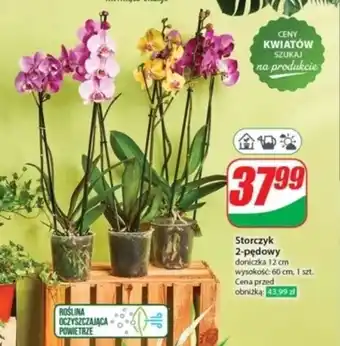 Dino Storczyk oferta