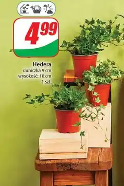 Dino Hedera don. 9 cm oferta