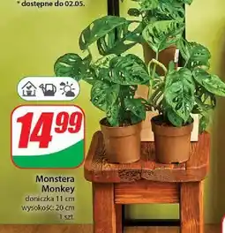 Dino Monstera monkey mask 11 cm oferta