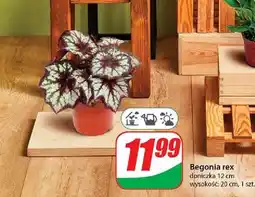 Dino Begonia rex oferta