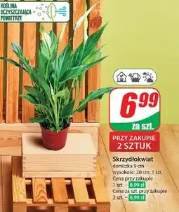 Dino Skrzydłokwiat śr. don. 9 cm oferta