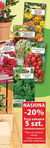 Dino Nasiona aksamitka pełna niska dwubarwna gr. 1 Pnos oferta