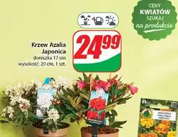 Dino Krzew azalia japonica 20 cm oferta