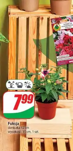 Dino Fuksja śr. don. 12 cm oferta