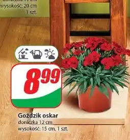 Dino Goździk oskar 12 cm oferta
