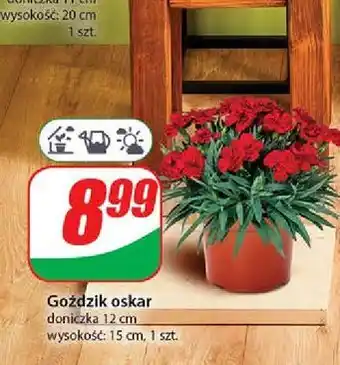 Dino Goździk oskar 12 cm oferta