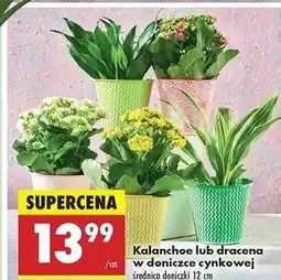Biedronka Dracena w doniczce cynkowej oferta