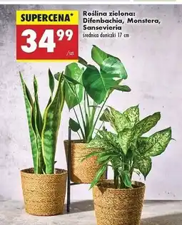 Biedronka Sansevieria superba don. 17 cm oferta