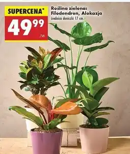 Biedronka Alokazja don. 17 cm oferta