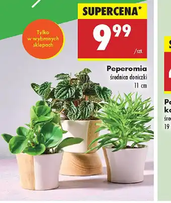 Biedronka Peperomia oferta