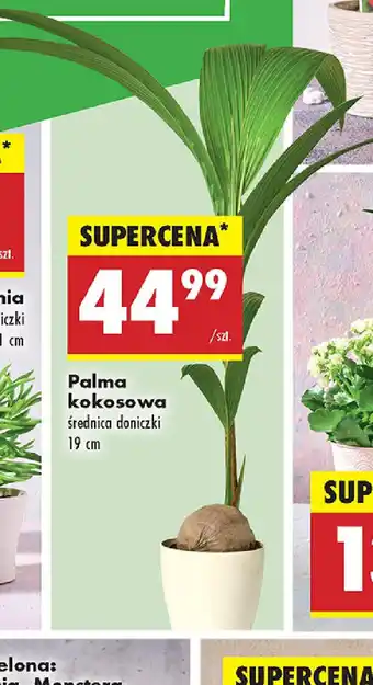 Biedronka Palma kokosowa oferta