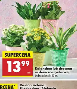Biedronka Kalanchoe lub dracena oferta