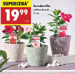 Biedronka Sundavilla oferta