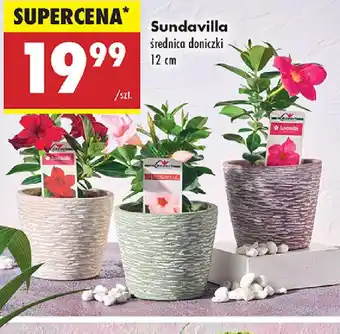 Biedronka Sundavilla oferta