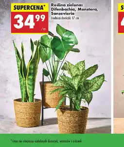 Biedronka Roślina zielona oferta
