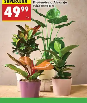Biedronka Roślina zielona: Filodendron, Alokazja oferta