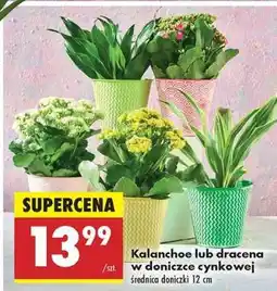 Biedronka Kalanchoe lub dracena w doniczce cynkowej oferta
