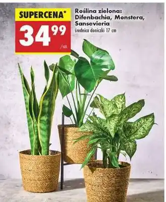 Biedronka Roślina zielona: Difenbachia, Monstera, Sansevieria oferta