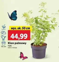 Lidl Klon palmowy Ok oferta