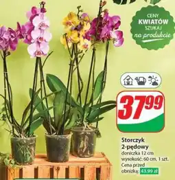Dino Storczyk 2-pędowy oferta