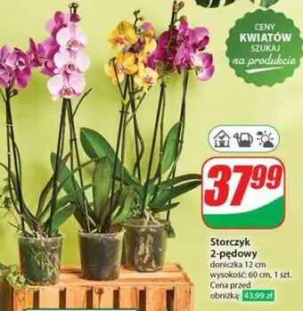 Dino Storczyk 2-pędowy oferta