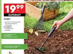 Biedronka Grabki szerokie Gerlach oferta