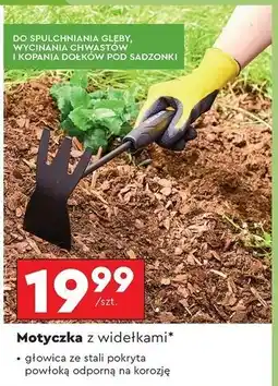 Biedronka Motyczka Gerlach oferta