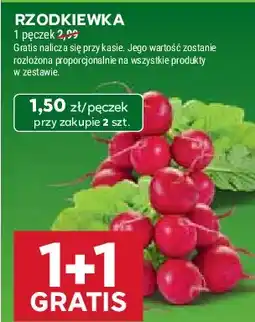 Stokrotka Rzodkiewka oferta
