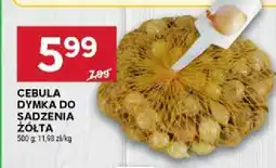 Stokrotka Cebula dymka żółta oferta