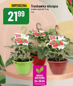 Polomarket Truskawka wisząca oferta