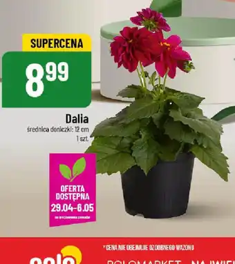 Polomarket Dalia oferta