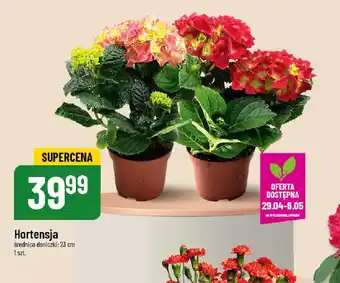 Polomarket Hortensja oferta