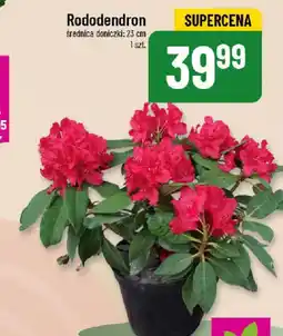 Polomarket Rododendron oferta
