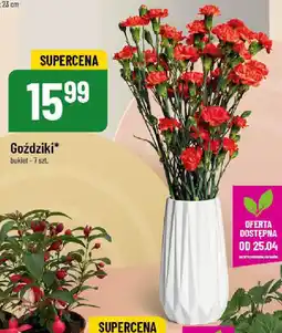 Polomarket Goździki oferta