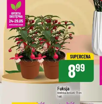Polomarket Fuksja oferta