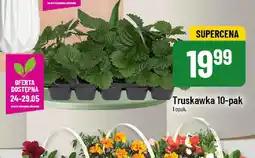 Polomarket Truskawka oferta