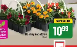 Polomarket Rośliny rabatowe oferta