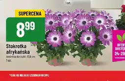 Polomarket Stokrotka afrykańska oferta