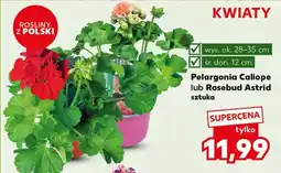 Kaufland Pelargonia Ok oferta