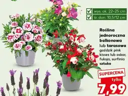 Kaufland Roślina balkonowa Ok oferta