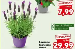 Kaufland Lawenda Ok oferta