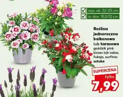 Kaufland Roślina jednoroczna balkonowa lub tarasowa oferta